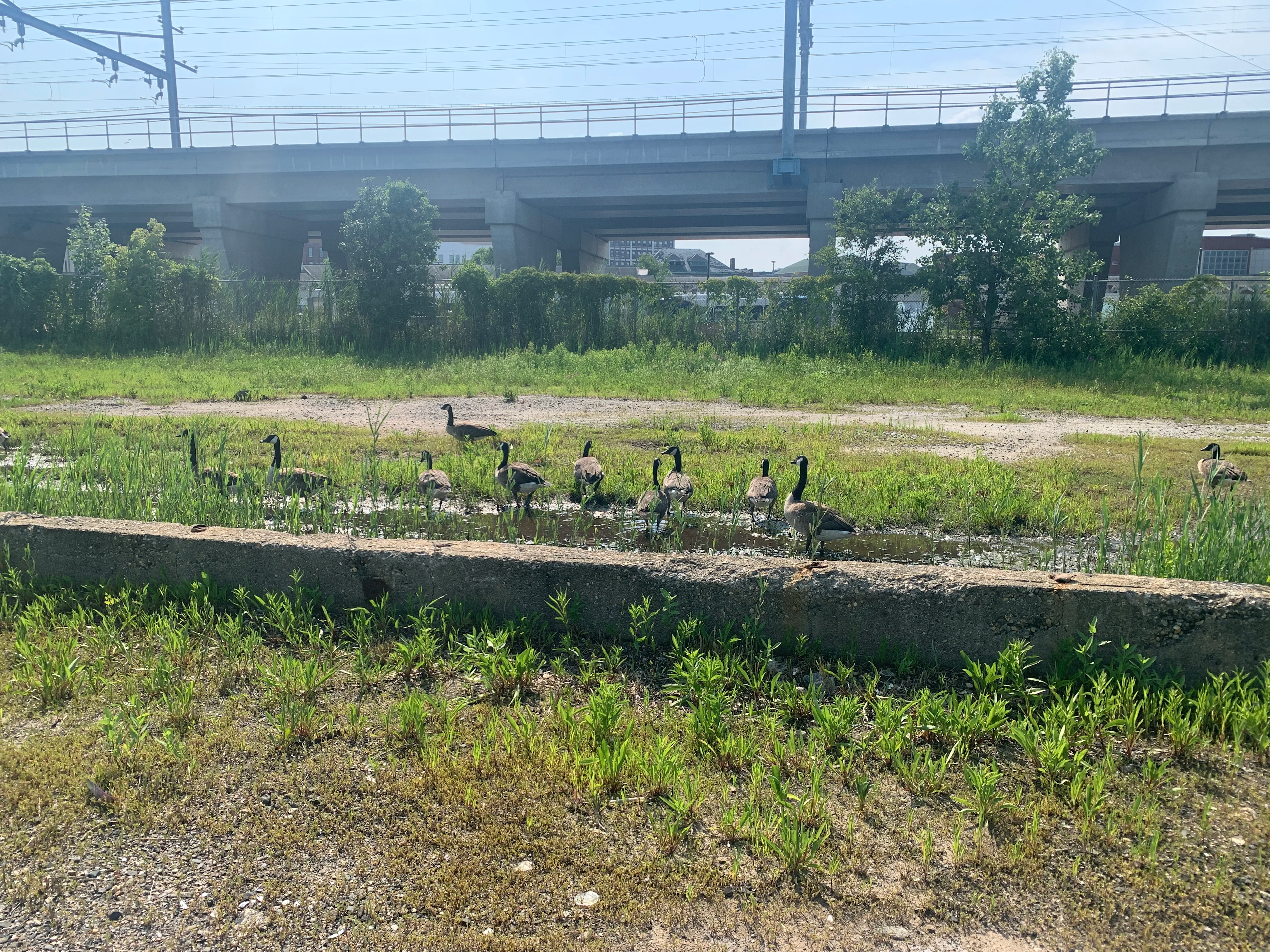 ducks standing in an open lot