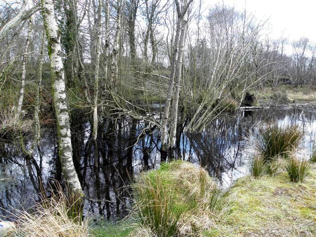 a small wetland area